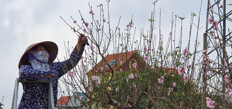 Hàng nghìn gốc đào chưa kịp bán đã nở rộ, nông dân Hải Phòng lo 'mất Tết'