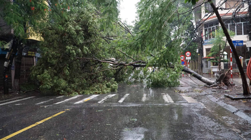 Đường phố Hải Phòng ngập sâu, cây xanh gãy đổ ngổn ngang sau bão