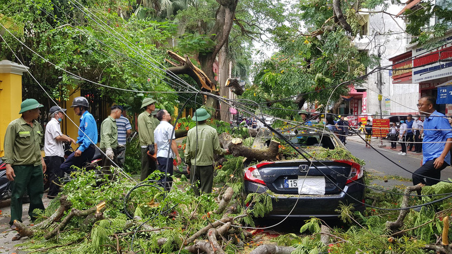 Cành phượng cổ thụ gãy đè bẹp hàng loạt ô tô, xe máy ở Hải Phòng