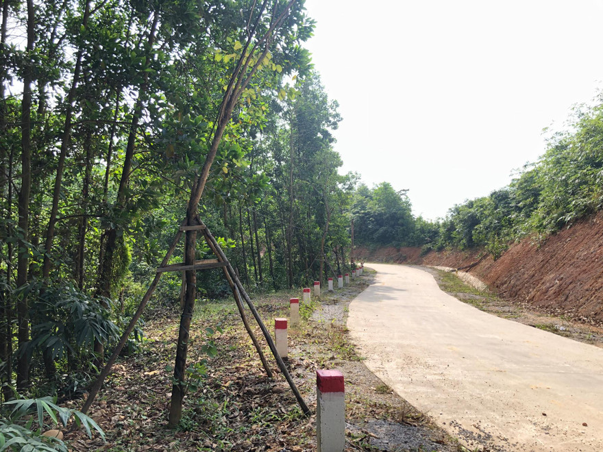 Vụ hàng cây tiền tỷ 'tự mọc': Cẩm Phả phát đi công văn hỏa tốc