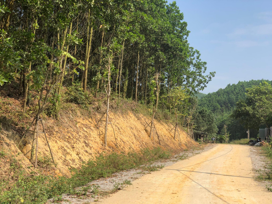 Kỳ lạ, hàng cây tiền tỷ 'tự mọc' trong khuôn viên dự án ở Quảng Ninh