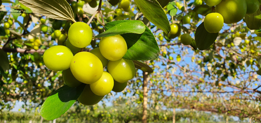 Kỳ lạ: Loại táo giống nho như đúc ở Hải Phòng