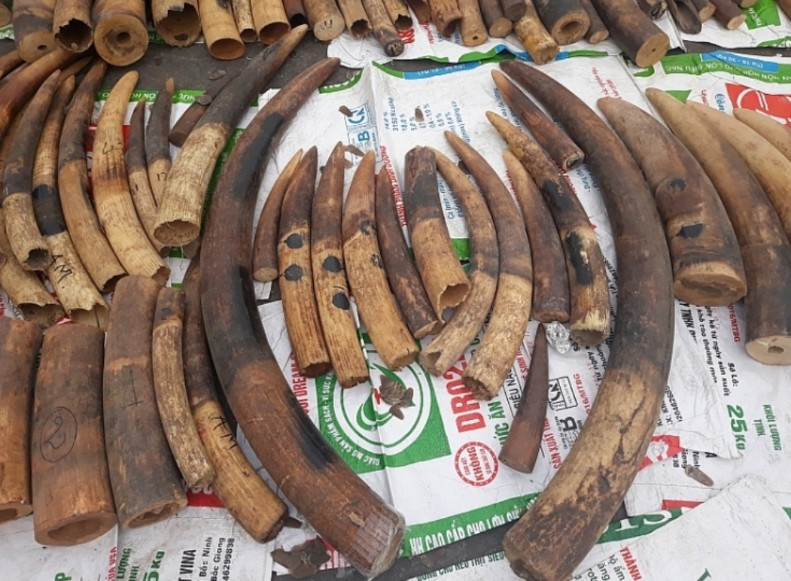 Hàng tấn vảy tê tê, ngà voi bị bắt giữ.