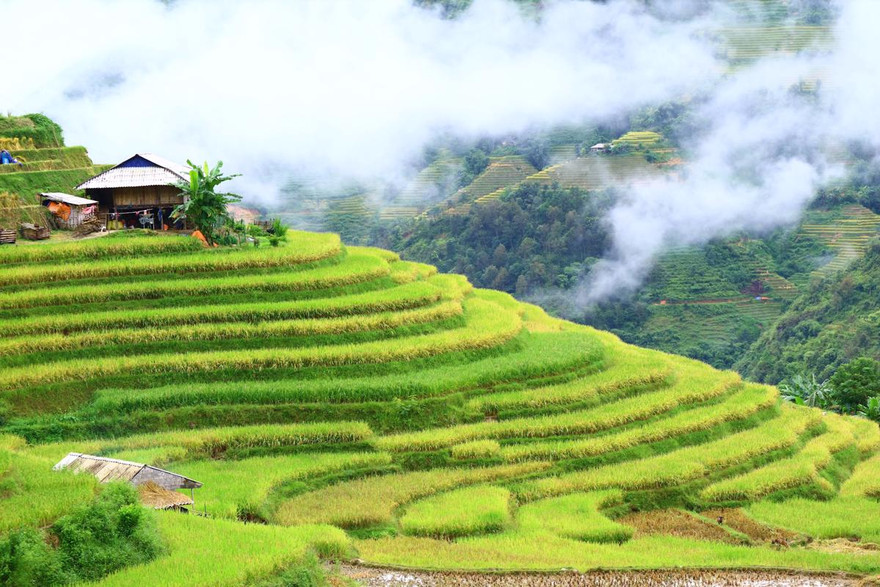 Mê mẩn ngắm ruộng bậc thang mùa lúa chín đẹp như tranh vẽ
