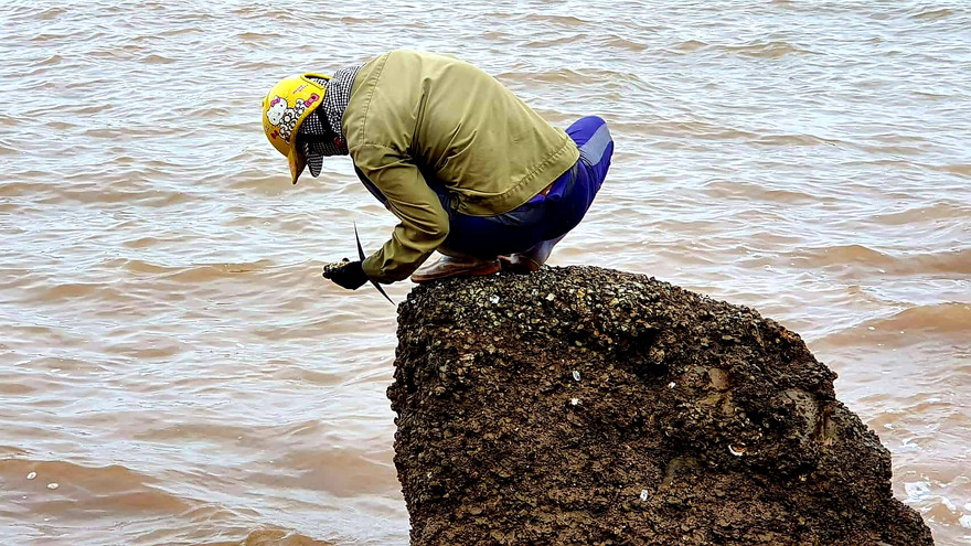 Theo chân người dân Đồ Sơn đi gõ hà biển ngày cuối năm