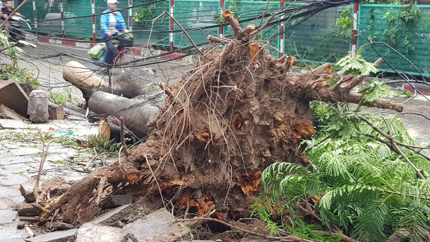 Hải Phòng ngổn ngang cây gãy đổ, bật gốc sau khi bão số 2 quét qua