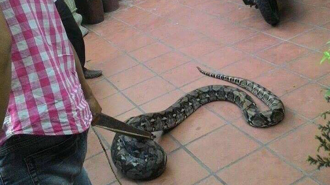 Con trăn “khủng” bất ngờ xuất hiện ở nhà dân được bắt giữ