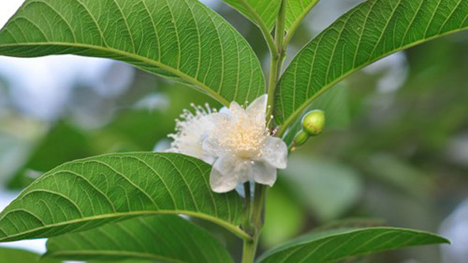 Lá ổi có nhiều tác dụng làm đẹp.