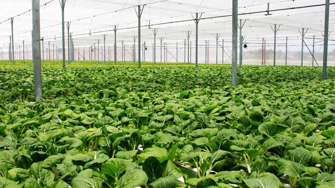Sau 6 tháng khởi công tại Tam Đảo (Vĩnh Phúc), VinEco đã đón những sản phẩm nhà kính đầu tiên gồm hơn 20 loại rau mầm và 12 loại rau thuỷ canh
