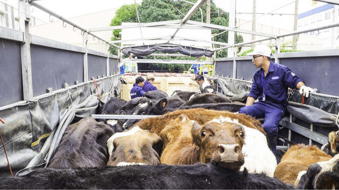 Vinamilk đưa đàn bò sữa organic về Việt Nam