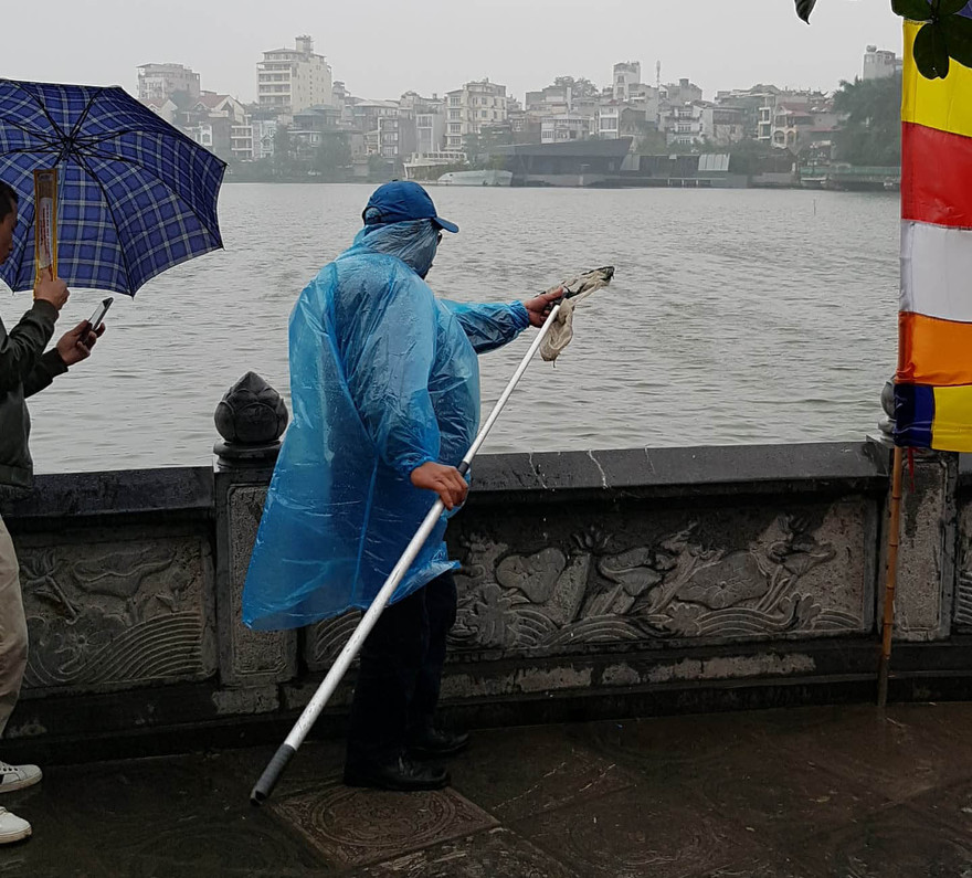 Rùa, cá vừa phóng sinh bị vợt ngay trước mắt tại chùa Trấn Quốc