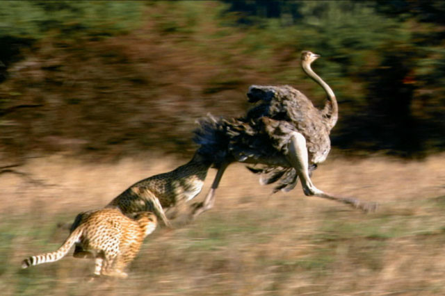 3 con báo săn giết chết chú đà điểu. 