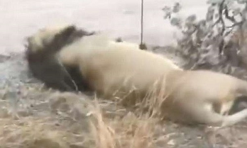 Xác một con sư tử bị chuốc thuốc độc trong khu bảo tồn của Justin Fernandes. Ảnh: Jamie Pyatt. 