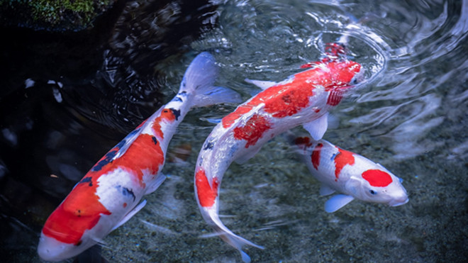 Bán cá chép cảnh tại chugiong.com