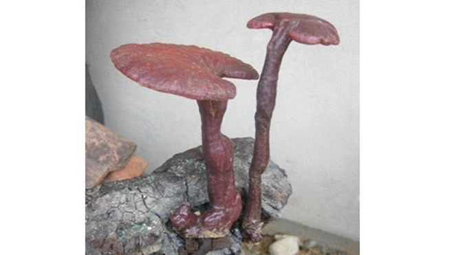 Nấm Lim Xanh: Thảo dược quý từ thiên nhiên