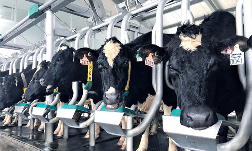 Vinamilk tiên phong giới thiệu sữa tươi 100% A2 đầu tiên tại Việt Nam 