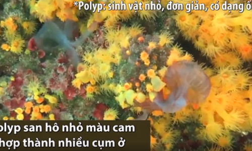 San hô hợp lực bắt sứa ăn thịt