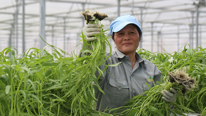 Thu hoạch rau của nông dân VinEco chỉ đơn giản là việc “nhấc cây” ra khỏi đường ống thủy canh