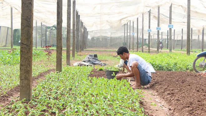 Nghịch lý thừa thiếu thuốc BVTV đang dẫn đến tình trạng nhiều hộ cá thể liều lĩnh dùng lẫn lộn tràn lan, trong khi các DN nông sản nghiêm túc thì không biết kêu ai.