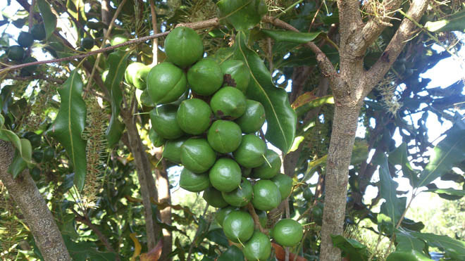 Kiến nghị bổ sung cây mắc ca vào nhóm ưu tiên phát triển 