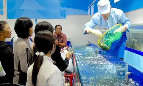 Cua Cà Mau đấu với... cua hoàng đế Mỹ