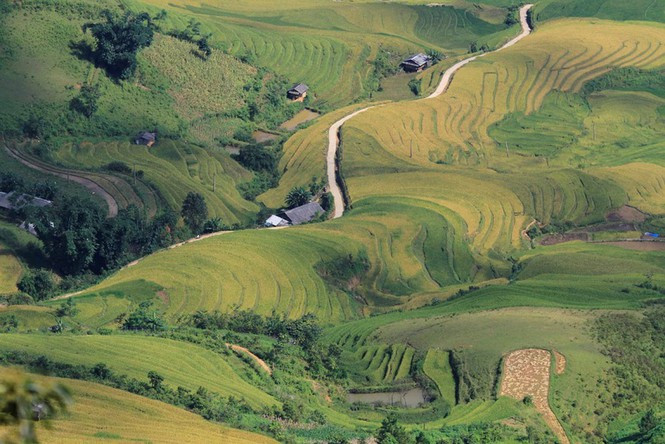 Một phần cánh đồng Cao Phạ nhìn từ đỉnh đèo Khau Phạ mùa lúa chín. Ảnh: Trường Phong