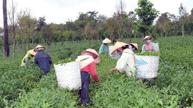VietinBank đã dành trên 72.000 tỷ đồng cho vay khu vực NNNT