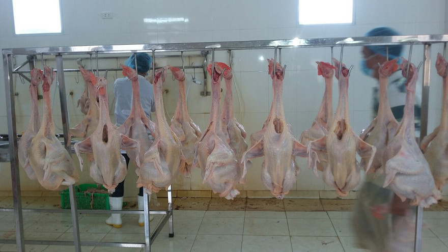 Hiệu quả từ mô hình sản xuất khép kín được dự án LIFSAP hỗ trợ