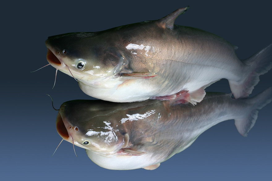 Cá tra – Con cá “tỷ đô” của Việt Nam