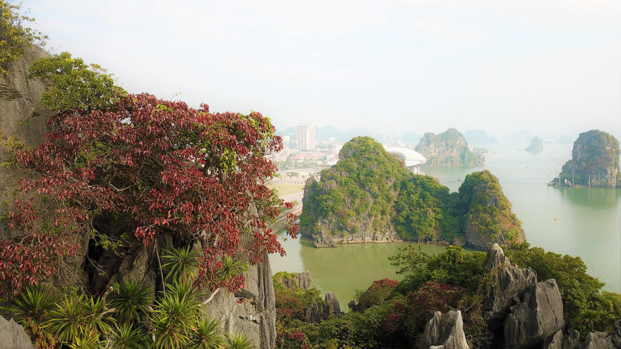 Ngỡ ngàng loài cây 'nhuộm' đỏ núi đá vịnh Hạ Long