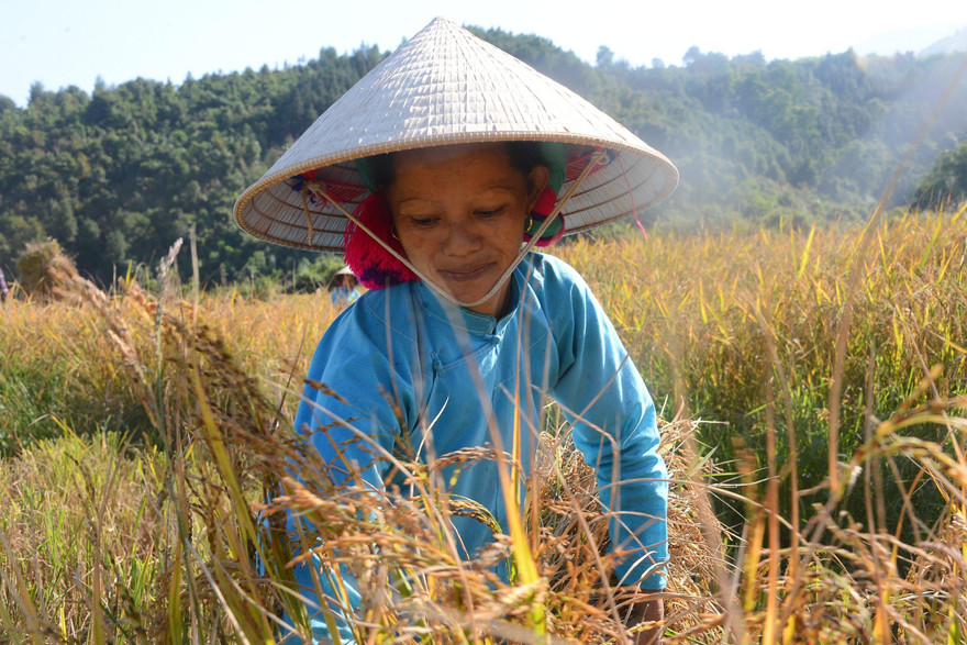 Rộn ràng mùa gặt ở Bình Liêu