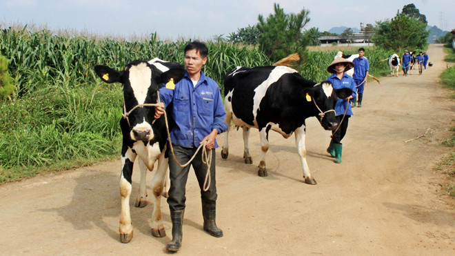 Các “thí sinh” tham gia sơ tuyển cụm trước ngày chung kết diễn ra ngày 14-15/10 tới