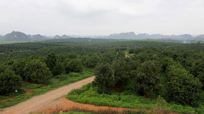 Trung Quốc phát triển cây mắc-ca như thế nào?