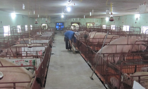 Sức lan tỏa của vùng GAHP tại huyện Quảng Xương, tỉnh Thanh Hóa