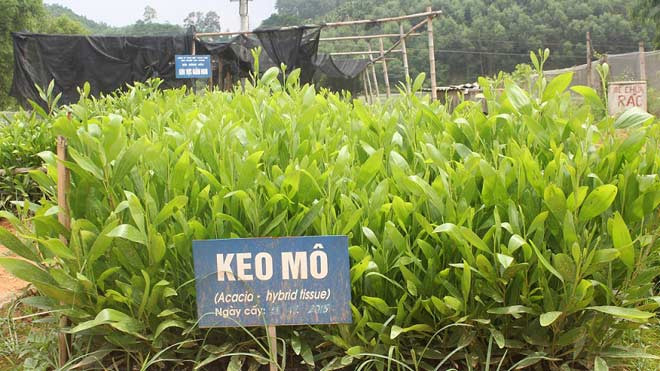 Giống cây cung cấp cho các hộ dân trồng rừng là loại giống được kiểm soát, đảm bảo chất lượng lượng