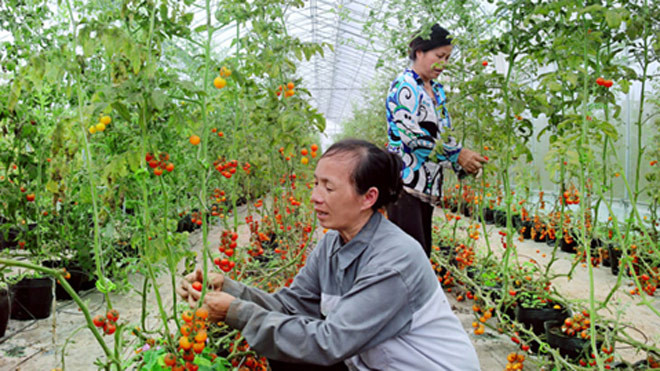 Chăm sóc rau sạch tại HTX Nông nghiệp Thanh Đa (huyện Phúc Thọ). Ảnh: Bá Hoạt