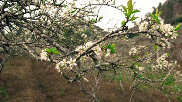 5 hành trình du lịch lý tưởng cho ngày giao mùa Đông – Xuân 