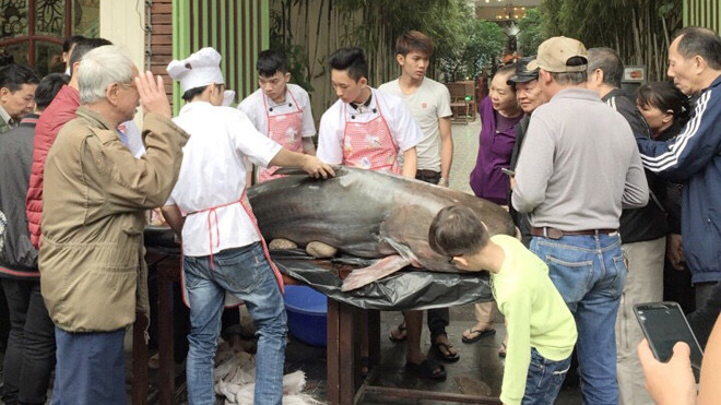 Gây quỹ từ thiện từ “thủy quái” sông Mê Kong 