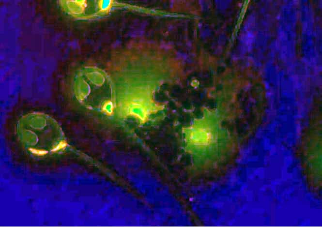 Phát hiện một loài sinh vật sống không cần thở
