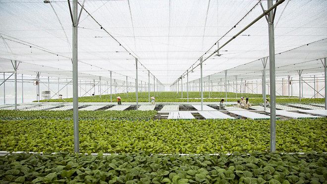 Vingroup liên kết 1000 HTX và hộ nông dân cung ứng nông sản sạch và an toàn 