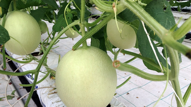 Vingroup ra mắt sản phẩm trái cây nhà kính đầu tiên 