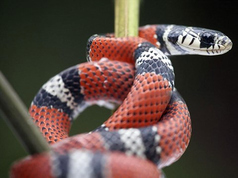 “Rắn vua' 3 màu tuyệt đẹp sống trên dãy núi cao 4.000m