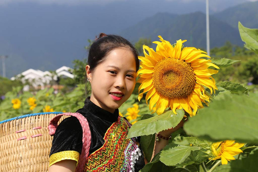 Lạc bước chẳng muốn về ở đồi hoa hướng dương