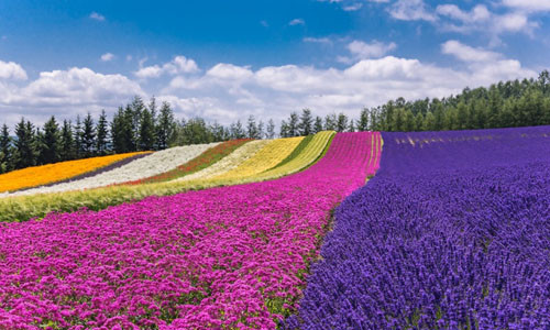 Các điểm du lịch Nhật Bản, Hàn Quốc dân mê du lịch không thể bỏ lỡ