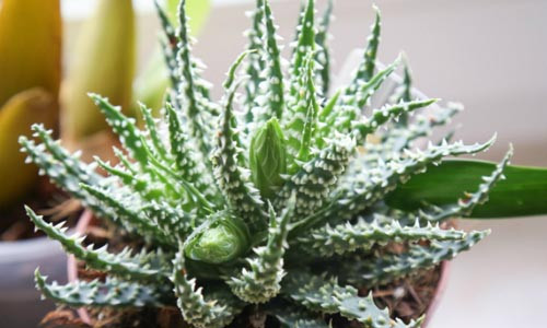 6 loại cây trồng trong nhà được ví như máy làm mát không khí