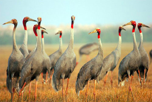 Sếu đầu đỏ không quay về Vườn quốc gia Tràm Chim vì thiếu thức ăn. 