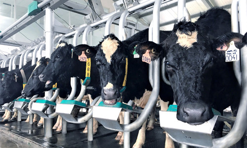 Vinamilk sản xuất sữa A2 đầu tiên tại Việt Nam 