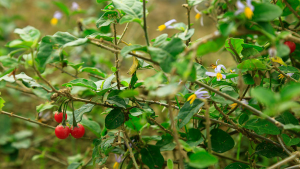Cà gai leo được chứng minh là dược liệu ưu việt nhất trong chống viêm gan virus, ngăn ngừa xơ gan