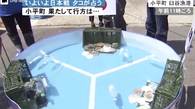 Bạch tuộc Rabio dự đoán đúng kết quả trận Nhật Bản - Colombia. Nguồn: Independent. 