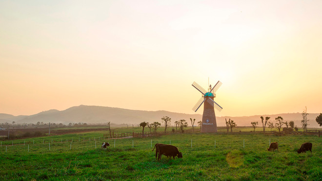 Khung cảnh đậm chất điện ảnh của trang trại bò sữa Vinamilk Orga